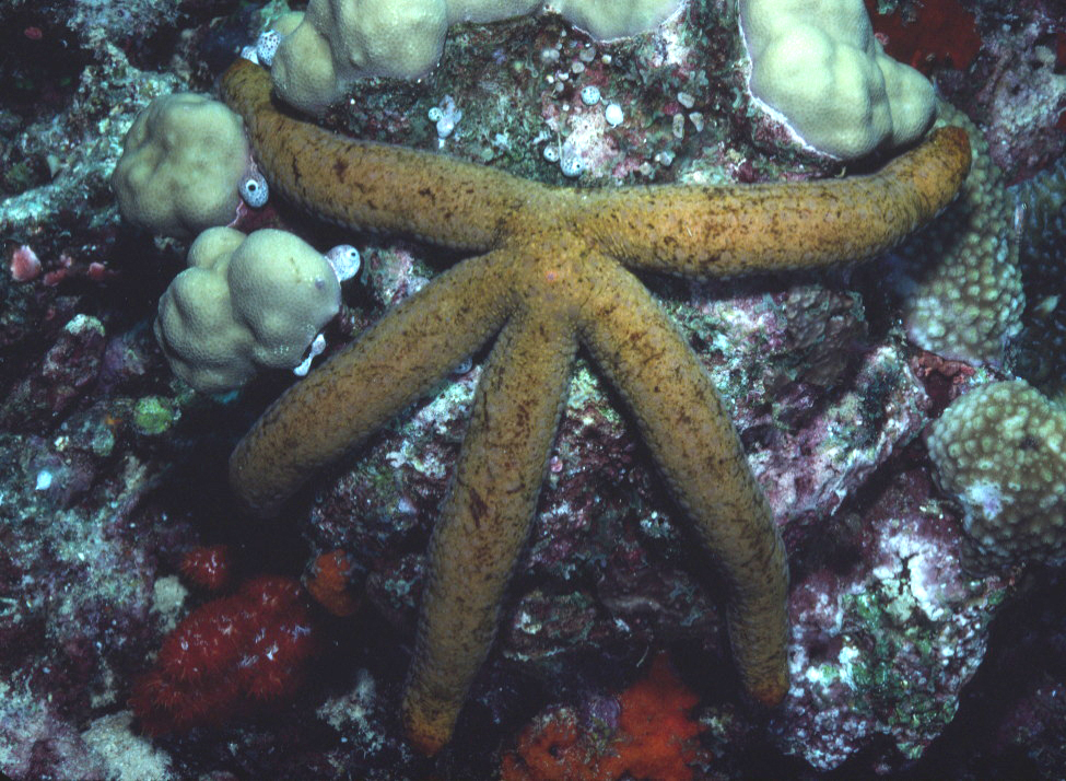 Common Comet Sea Star